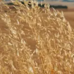 На Київщині депутатка зі спільниками незаконно заволоділи землями на 92…