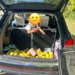 Сім'ю заарештували за «спробу викрасти яблука на 300 доларів з…