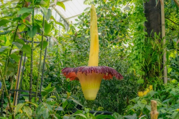 Фотографія рослини Titan Arum у К'ю-Гарденс, Лондон, надано К'ю-Гарденс, яка цвіте лише раз на два роки. Ендемік острова Суматра в Індонезії, ця рослина, відома як «трупна квітка», під час цвітіння смердить гниючою плоттю. Дата фото: вівторок, 18 червня 2024 року. Фото PA. Автор фото: Sebastian Kettley/Kew Gardens/PA Wire.
