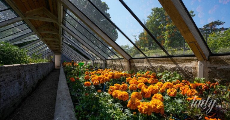 Як садівництво може покращити ваше психічне самопочуття 9