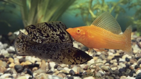 100 000 років без чоловічих особин: як ця риба "перехитрила" природу 8 Риби у водоймах