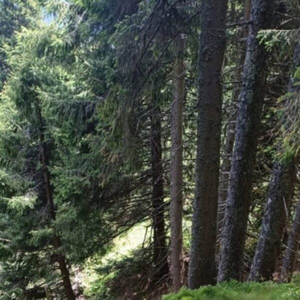 Знайдено людське тіло біля кордону з Румунією