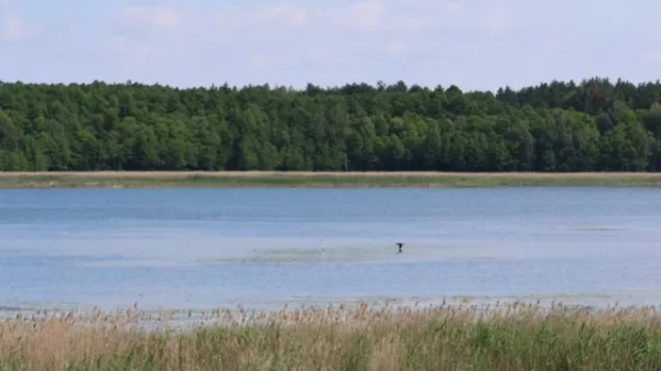 Шацькі озера панорама