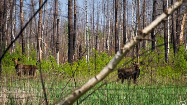 Збитки від нелегального руху автотранспорту та джипінгу в заповідних зонах у 2026 році прогнозуються на рівні 1,4 мільйона гривень – за даними Мінекономіки