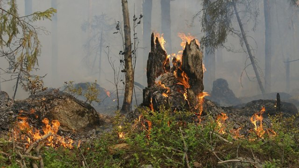 Макрон скликає міжвідомчу нараду стосовно лісових пожеж у Франції