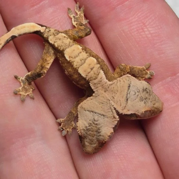 Гекон із двома головами. Фото: Rockstar Geckos / © соцмережі