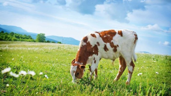Кількість великої рогатої худоби на сільськогосподарських підприємствах України за рік збільшилася на 4%, тоді як у господарствах громадян зменшилася на 35% – Асоціація виробників молока
