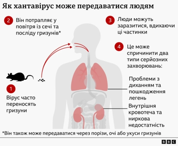 Інфографіка пояснює, як хантавірус передається від гризунів людям. Вірус потрапляє в повітря із сечею та послідом гризунів, людина вдихає заражені частинки, що може спричинити тяжкі хвороби легень або нирок. На схемі показані гризун, людська фігура та уражені легені й нирки.