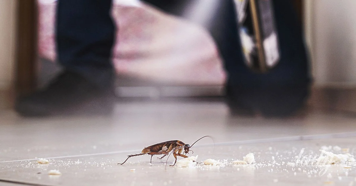 how to get rid of cockroaches