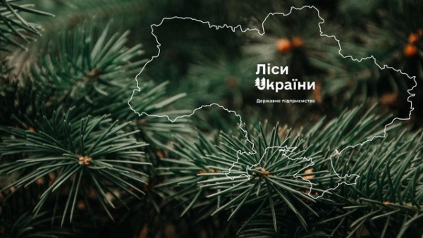 “Телент Едвайзорс” виграє тендер на пошук генерального директора ДП “Ліси України”