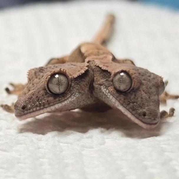 Гекон із двома головами. Фото: Rockstar Geckos / © соцмережі