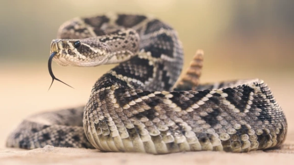 Східна діамантова гримуча змія (Crotalus adamanteus) у Флориді.