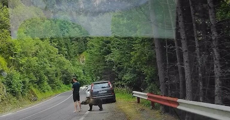 У Румунії ведмідь майже з'їв туриста, який захопився телефоном (відео) 12