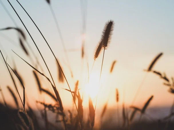 Народні прикмети 4 серпня / © pexels.com