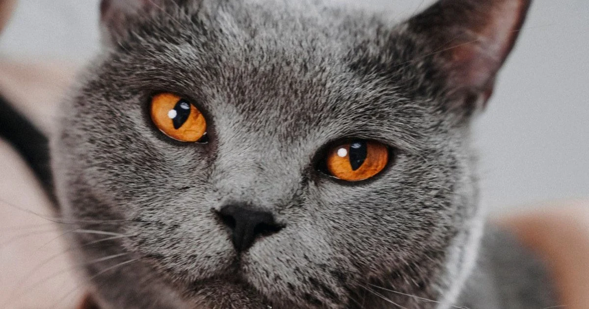 Do cats understand human language