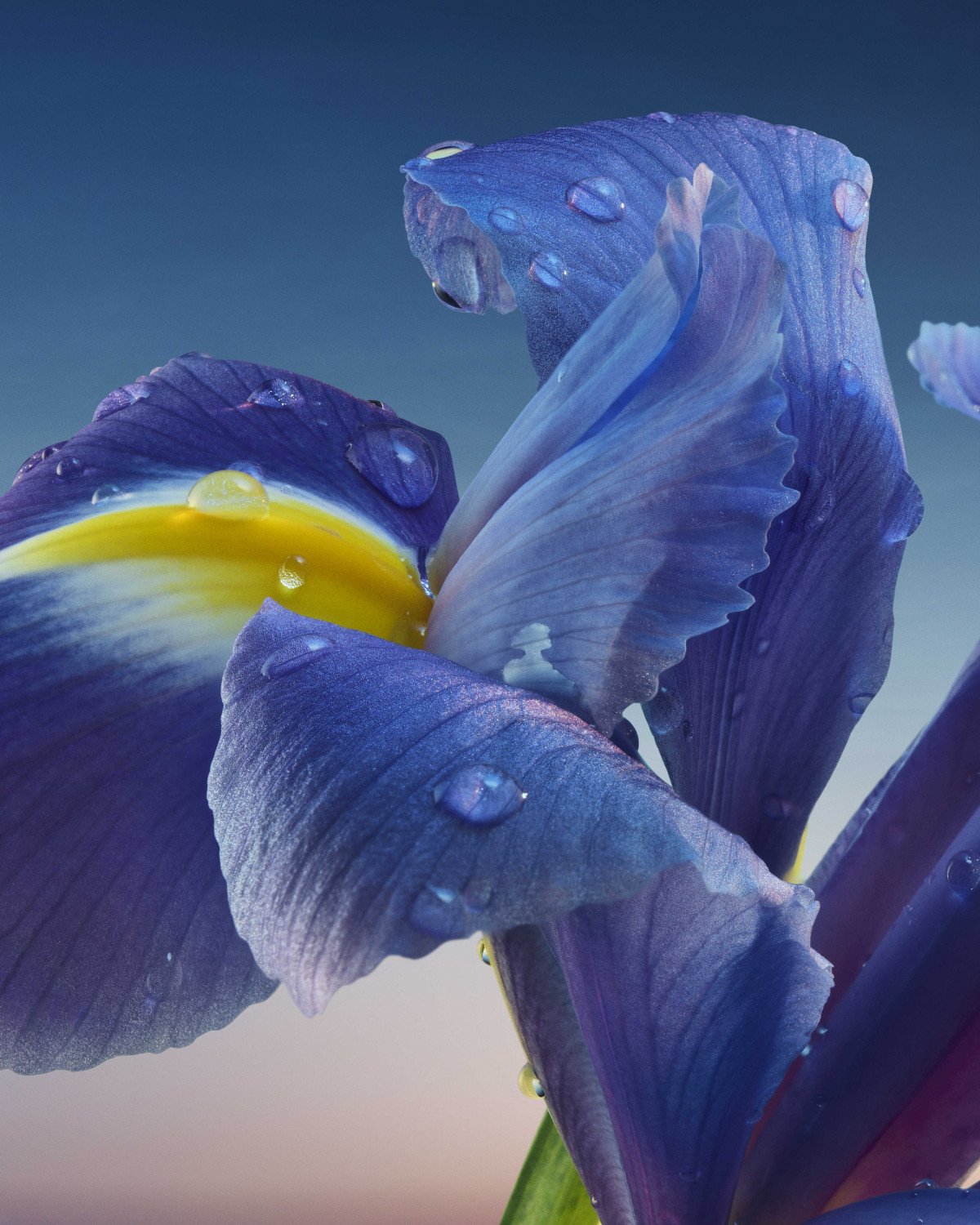 L’Heure Bleue від Guerlain – аромат 2026 року: які ноти складають композицію головного парфумерного героя 12 L’Heure Bleue від Guerlain – аромат 2026 року: які ноти складають композицію головного парфумерного героя3