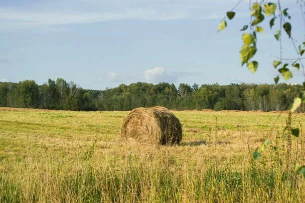 Народні прикмети 24 серпня / © pexels.com
