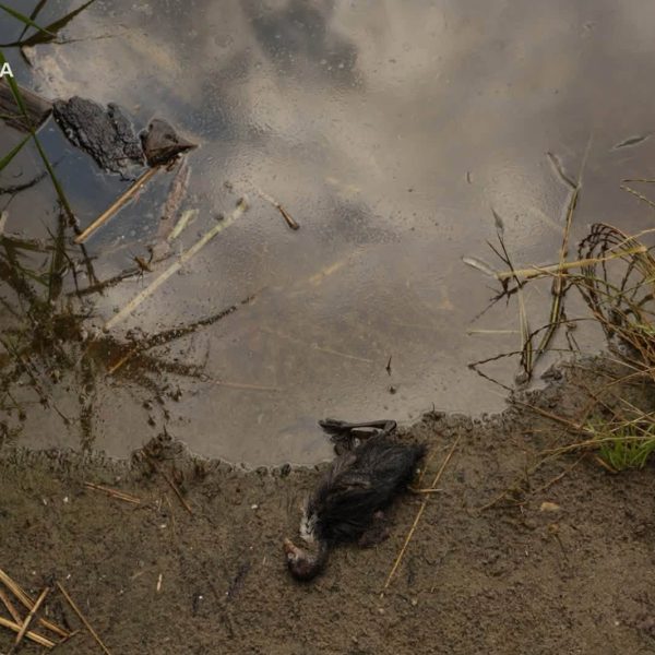 У водоймі Кирилівського озера, що постраждала від обстрілів, зникає усе живе — яким чином намагаються врятувати цей водний об’єкт
