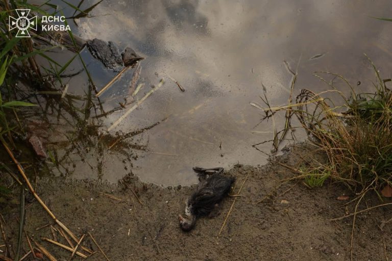 У водоймі Кирилівського озера, що постраждала від обстрілів, зникає усе живе — яким чином намагаються врятувати цей водний об'єкт 2 У водоймі Кирилівського озера, що постраждала від обстрілів, зникає усе живе — яким чином намагаються врятувати цей водний об'єкт 2