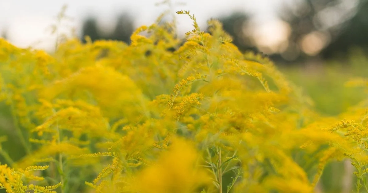 Ragweed