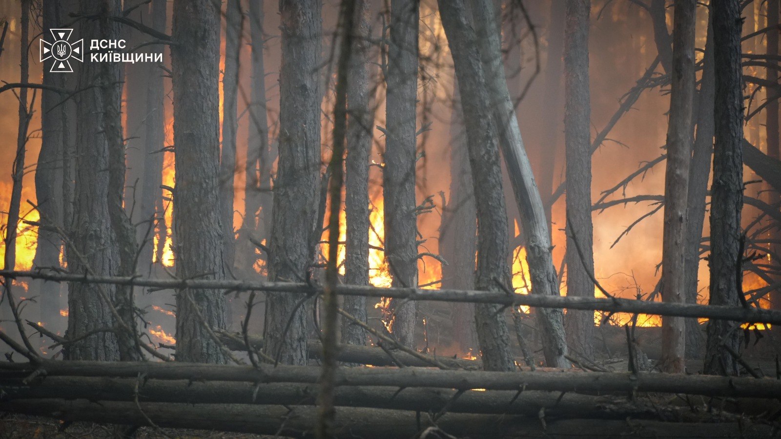 Поблизу Києва палає лісовий масив, полум'ям охоплено великі площі (відео) 15
