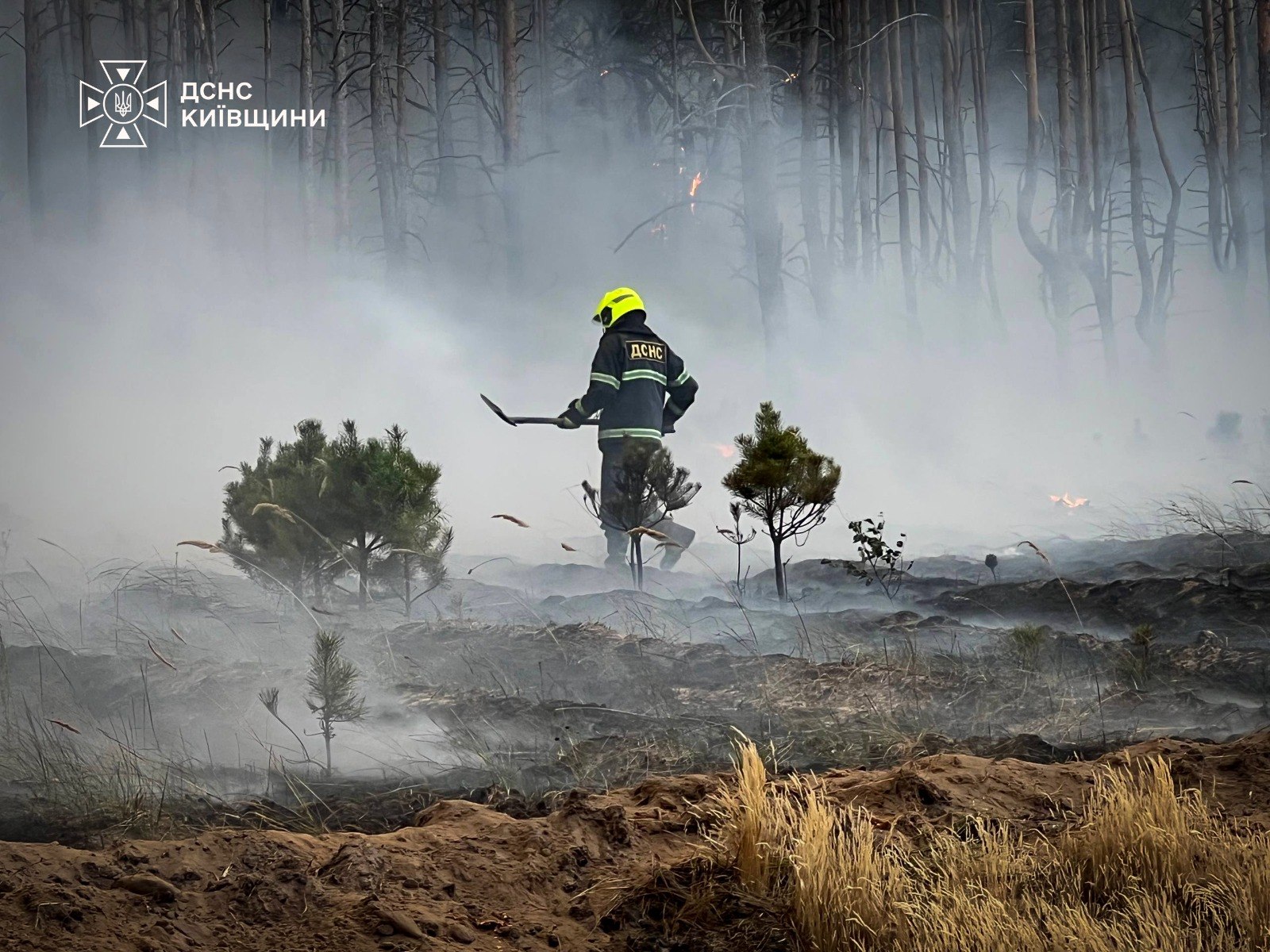 Поблизу Києва палає лісовий масив, полум'ям охоплено великі площі (відео) 11