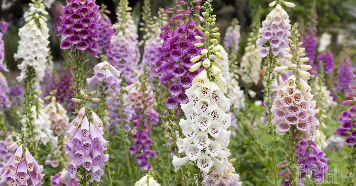 Foxglove Foxglove
