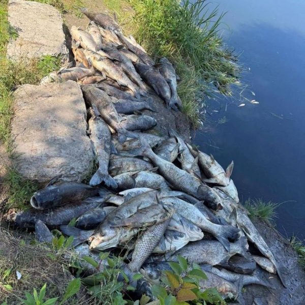 Виявлене джерело забруднення водойм Борщівської громади ліквідовано