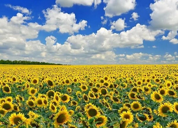 Українська олія випереджає російську в конкуренції.