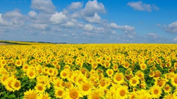 Українська пшенична вартість за сім днів залишилася стабільною, вартість соняшникової тонни знизилася на 110 доларів, а експортна ціна ріпаку піднялася на 5 доларів.