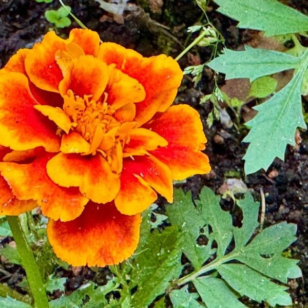 Чи варто видаляти зів’ялі квіти чорнобривців