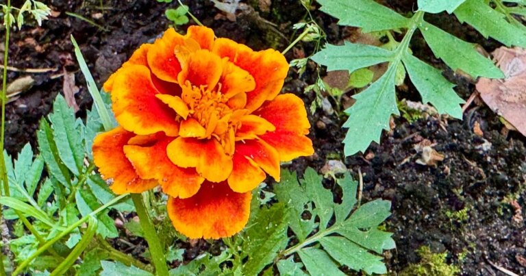 Чи варто видаляти зів'ялі квіти чорнобривців 11