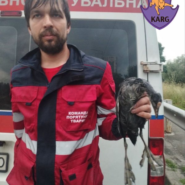 На Оболоні допомагають пернатим та звірам із водойми, що постраждала від мазуту внаслідок обстрілів.