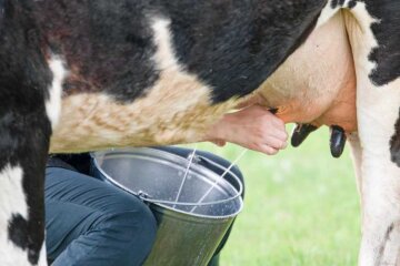 Ціни на молочні продукти впали на 28%: як це вплине на вартість молочки 8 Корова на фермі. Ілюстративне фото