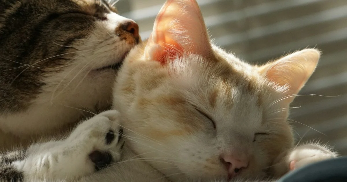Коти