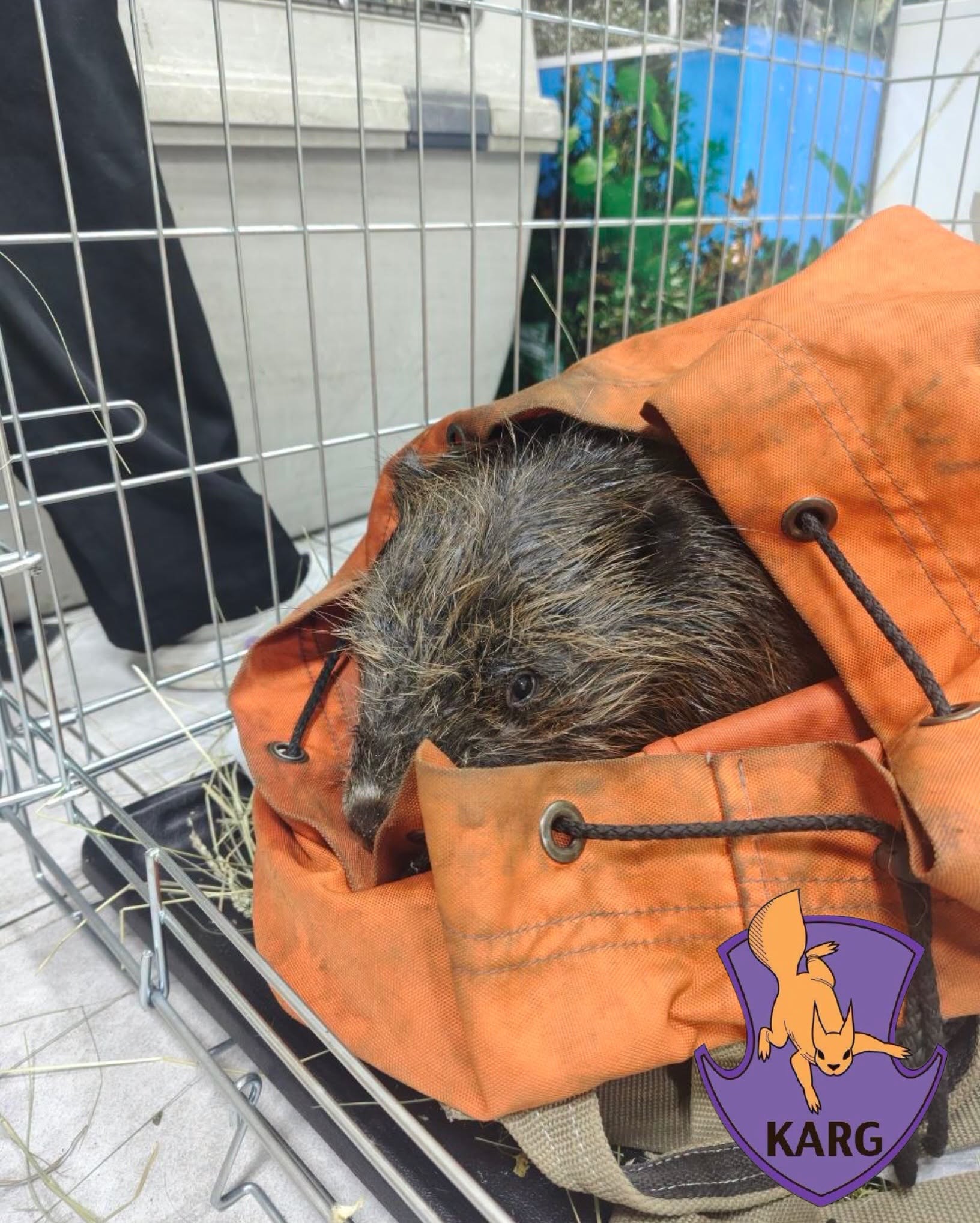 На Оболоні допомагають пернатим та звірам із водойми, що постраждала від мазуту внаслідок обстрілів. 17