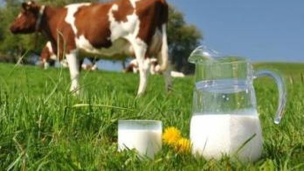 Держпродспоживслужба: за 7 місяців накладено штрафів на 570,7 тис. грн за недотримання правил обігу молочних продуктів 12