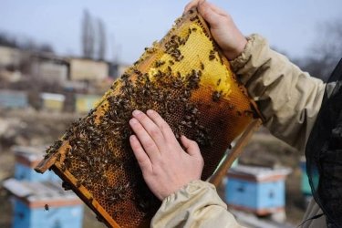 Фото 2 — Від фронту до пасіки: як ветеран Третьої ОШБ перетворив бджільництво на бізнес і допомогу побратимам