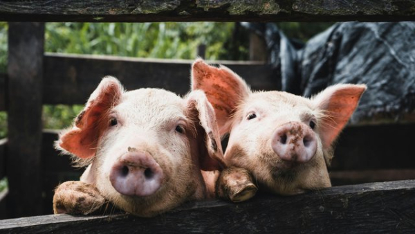 KSG Agro збільшив чистий прибуток у 6,7 раза за перше півріччя 2026 року, незважаючи на зменшення виручки на 40%